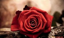 描写玫瑰花的段落