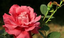 描写月季花的句子