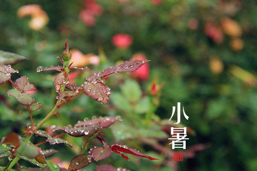 初夏的祝福