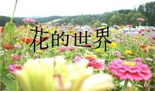 有关桃花的比喻句