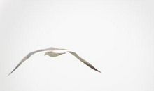 描写海鸥的比喻句