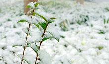 下雪与农作物有关的谚语