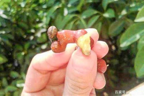 甜枣树上的柿子
