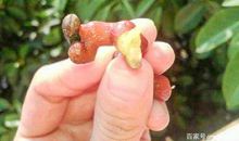 软枣树上结柿子歇后语