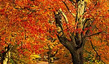 关于枫树的比喻句