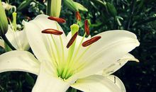 写百合花的比喻句