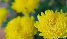 有关秋天的说说