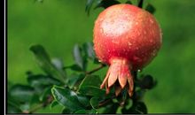 石榴像什么比喻句