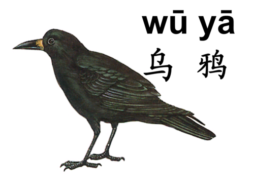关于乌鸦的寓言