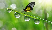 形容露珠的比喻句