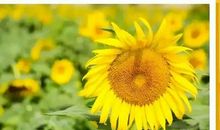 心情好早安语录