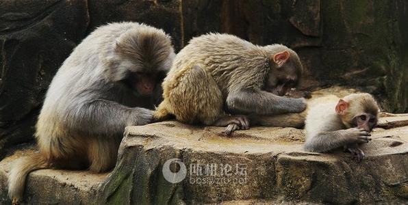 华木兰从军中的过敏言语