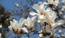 关于养花的谚语