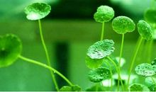 关于春种和谷雨的谚语