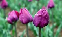 描写桃花形态的段落