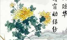 关于菊花的比喻句