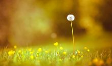 最伤感唯美的句子大全带图片