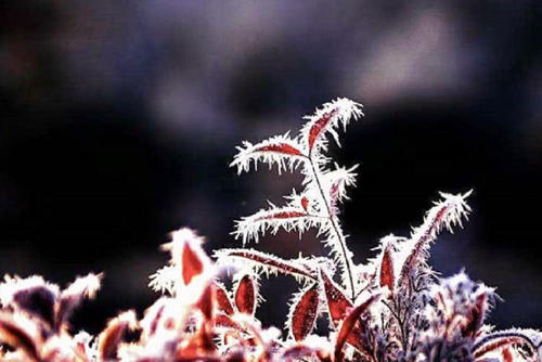 下雪谚语