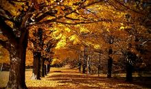 秋天的景色句子