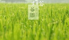 谷雨谚语