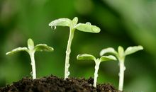 春天的句子大全