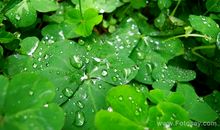 西湖的景色比喻句