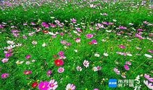 春天美好景象的句子