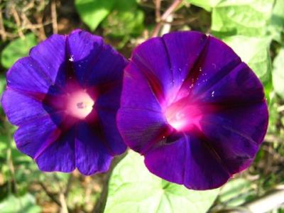 牵牛花在树上