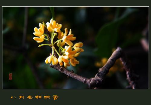 桂花比喻句