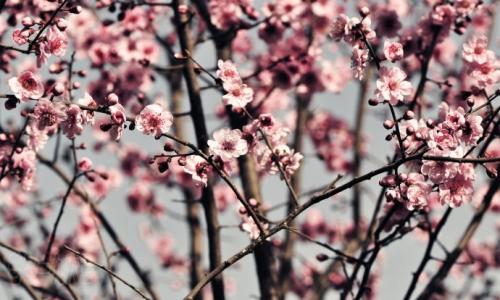 三月桃花诗