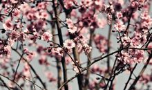 描写三月桃花的诗句