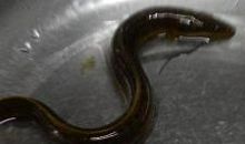 泥鳅黄鳝交朋友歇后语