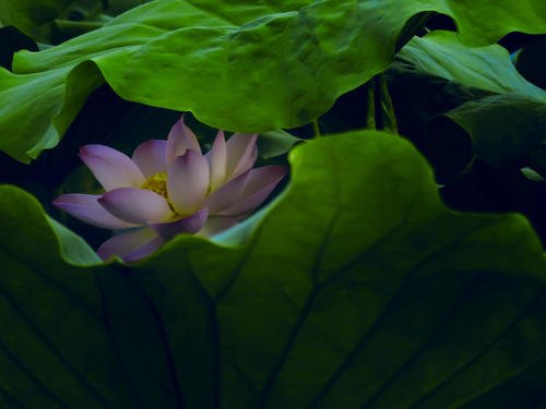 温室里的花