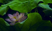 温室里的花朵歇后语