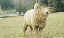 羊年关于羊的谚语