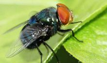 苍蝇飞进花园里歇后语