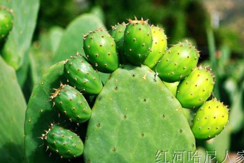 仙人掌隐喻