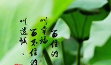 描写荷叶的比喻句