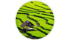 庄稼一枝花歇后语