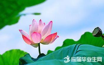 代表莲花的经文是什么