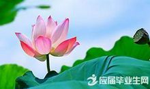 表示荷花的诗句有哪些