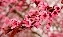 描写桃花的古诗句