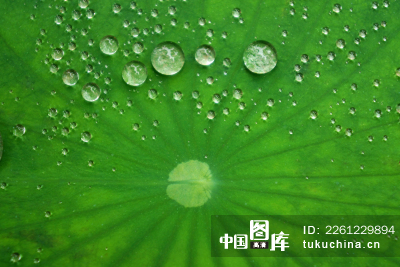 荷叶上的露珠