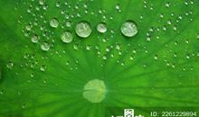 荷叶上的露珠歇后语