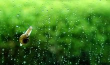 有关保护野生动植物的英文谚语