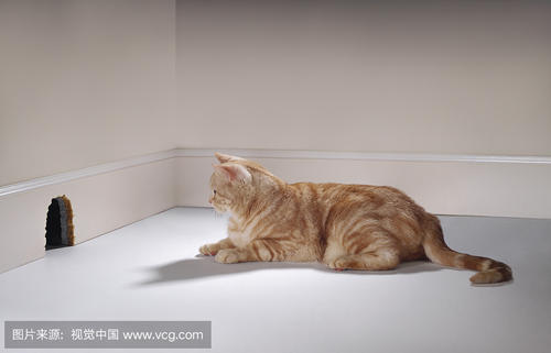老鼠遇见寓言的猫