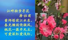 描写桃花的段落50字