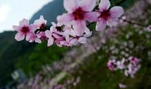 描写桃花盛开的段落