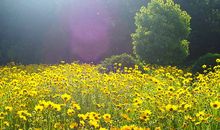 清晨的阳光唯美句子及图片