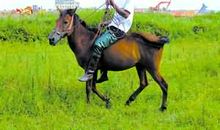 是骡子是马歇后语